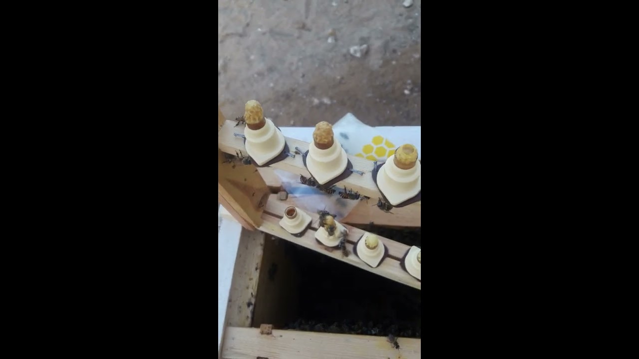 نجاح عملية التطعيم الخاصة بتربية الملكات