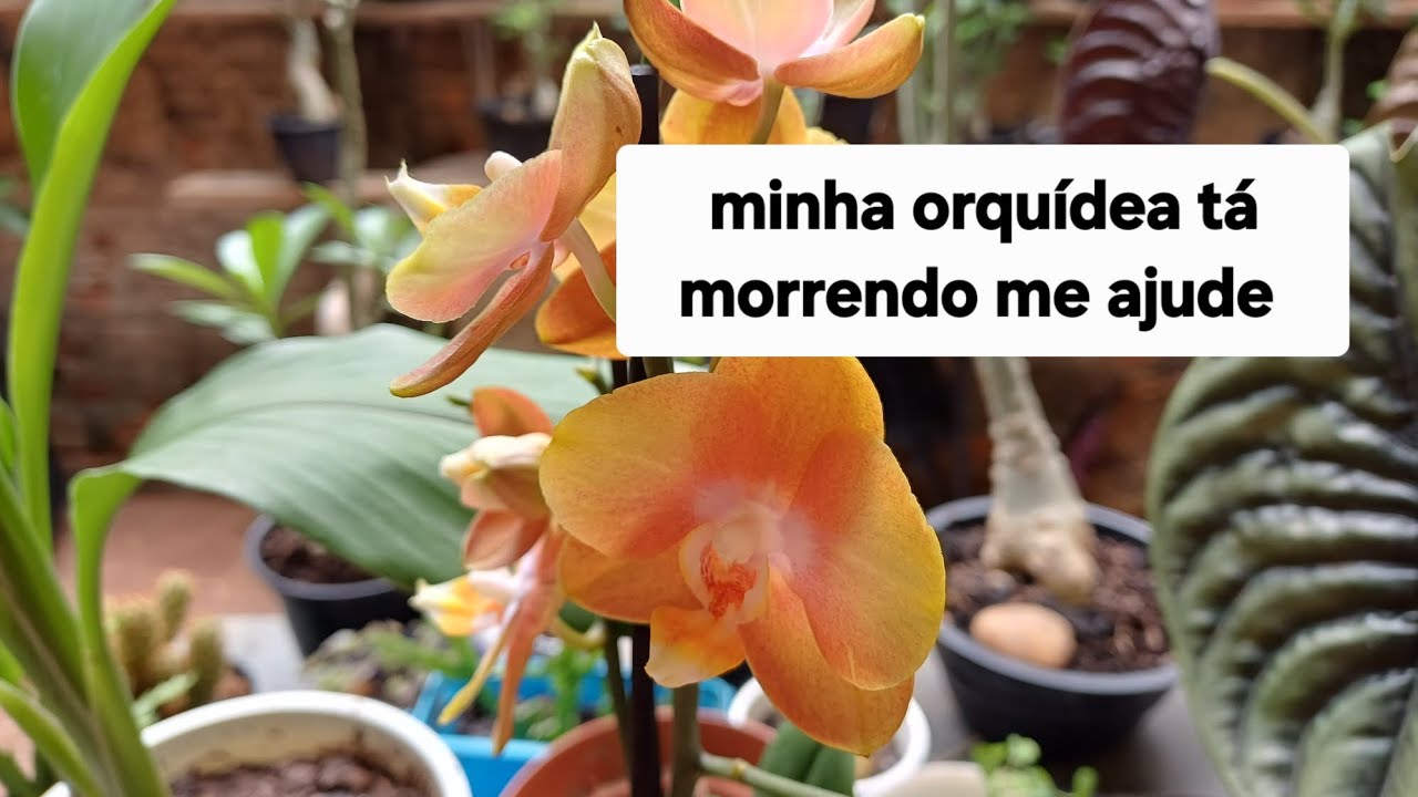 Como devo plantar orquídeas 