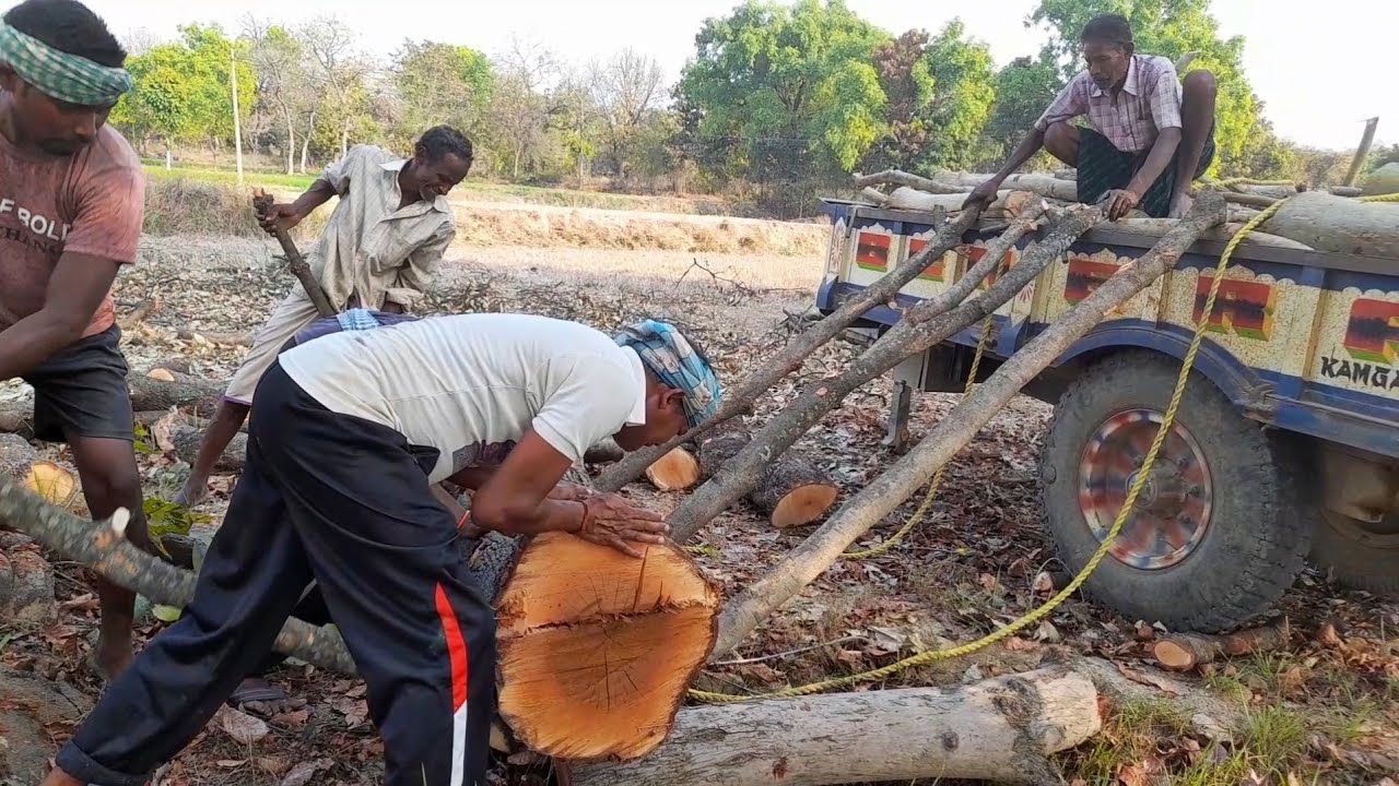 Tractor Pulling Big Tree For Loading By The Help Of Rope || Amazing Skills