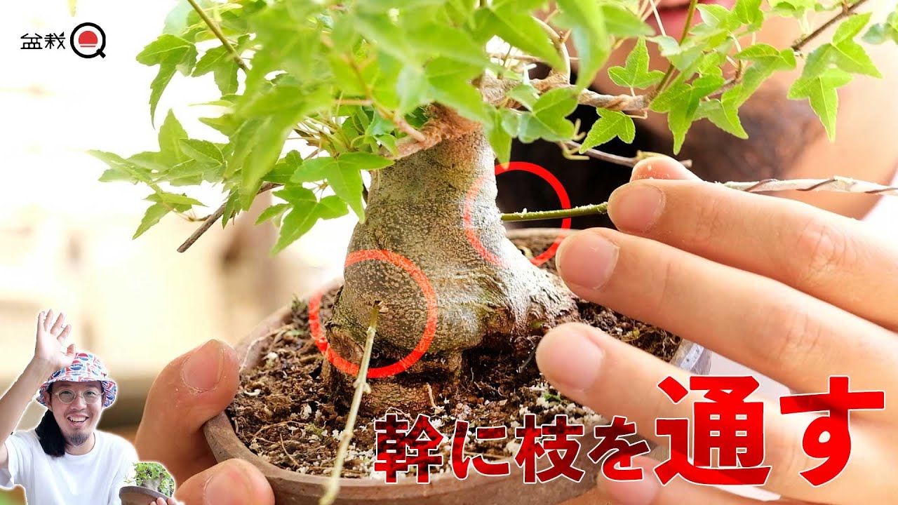 【接ぎ木】太らせた楓の良い所に枝を作りたい【盆栽Q】