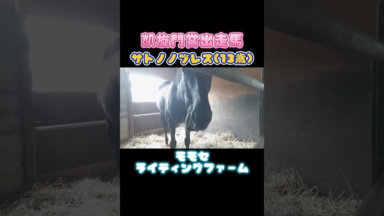 #マグナーテン #サトノノブレス #モモセライディングファーム #引退馬