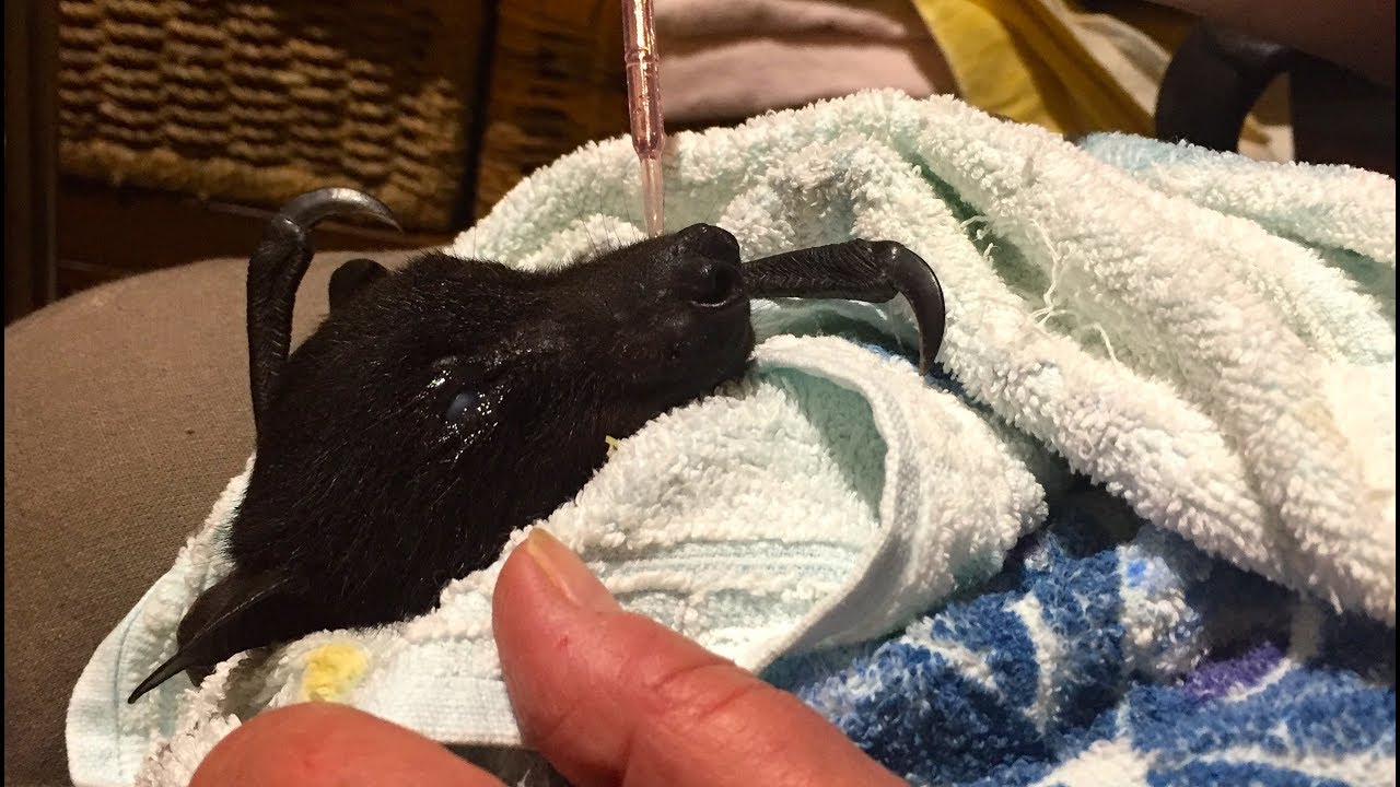 Rescued Black Flying-Fox in care:  this is Caren