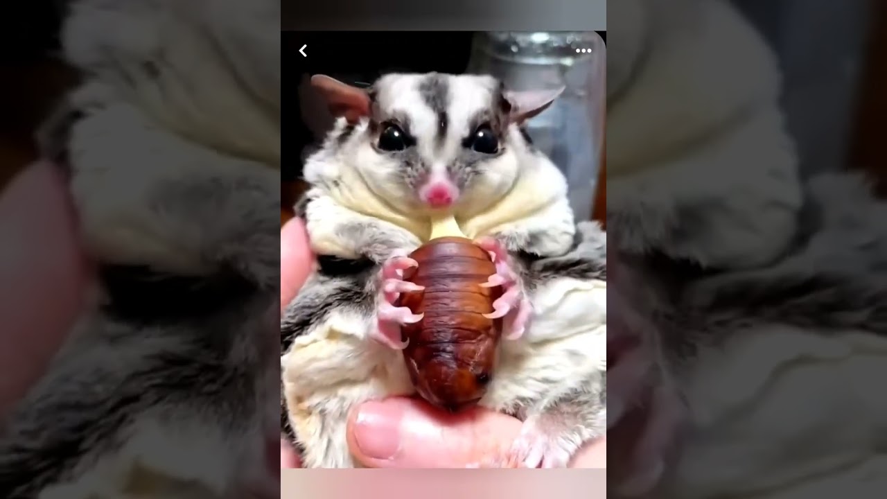 những ch&uacute; s&oacute;c &uacute; tham ăn đ&aacute;ng iu#tiktokvideo #trendingshorts #trending #tiktok#music #xuhuong #ciin