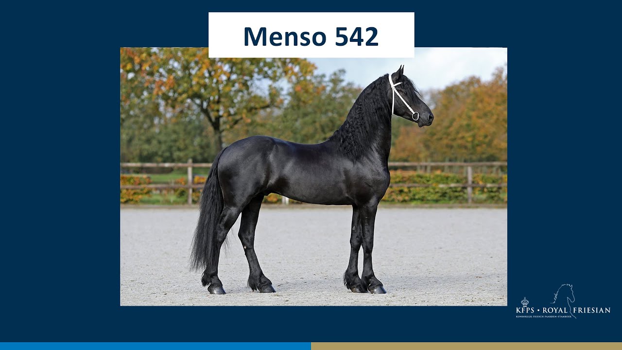 Menso 542