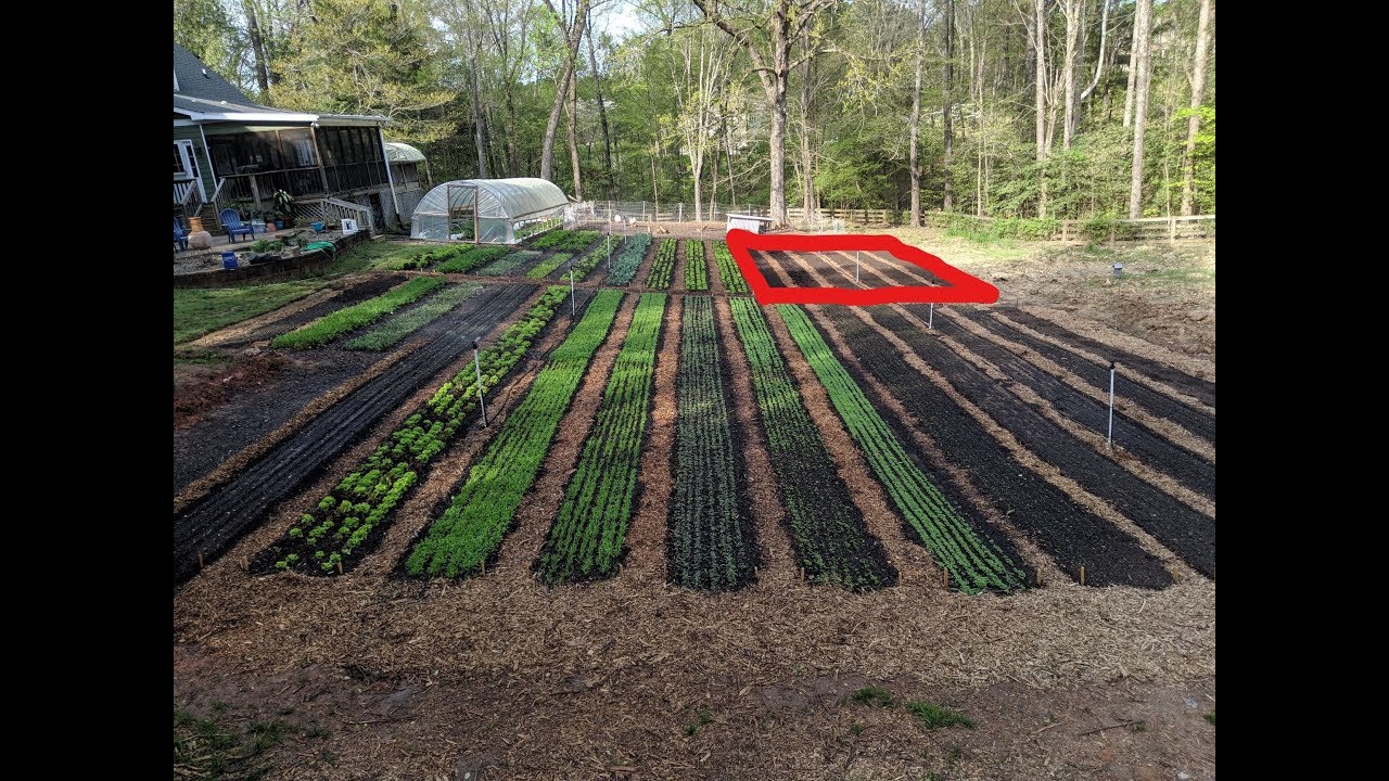 New Garden Beds - NO TILL with CHICKENS