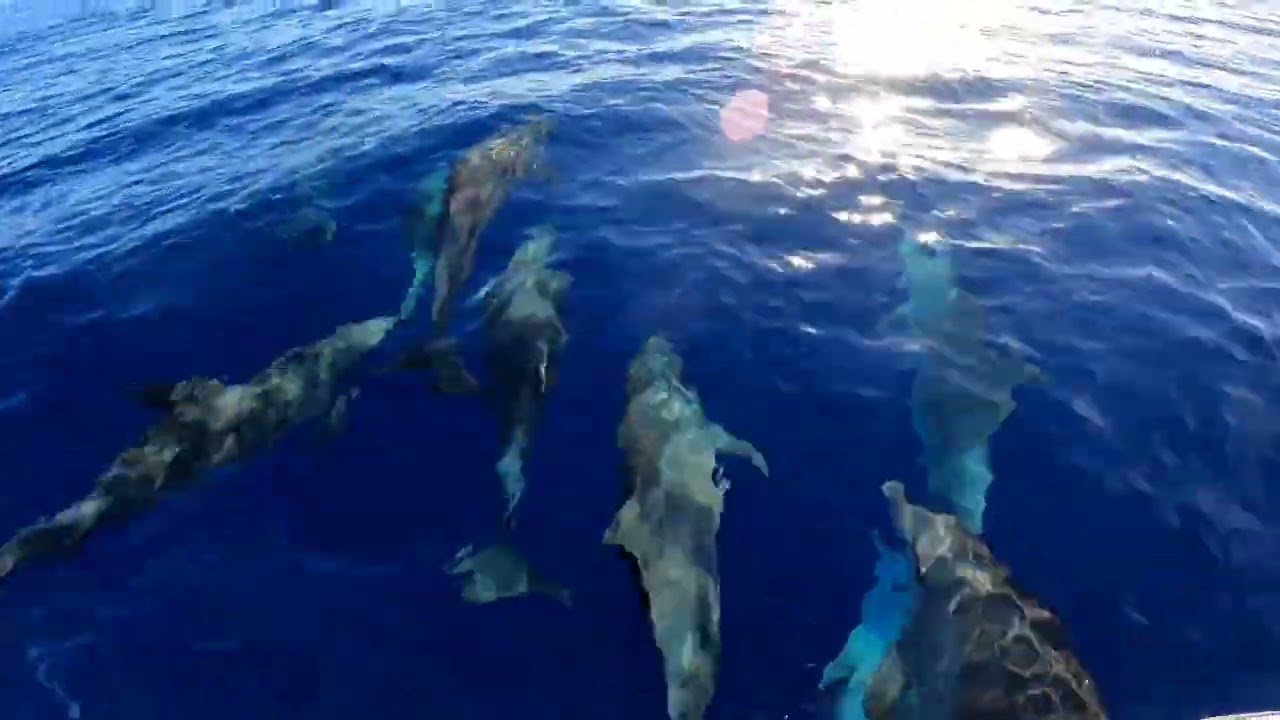 Dauphins 🐬 et Cachalots en Guadeloupe