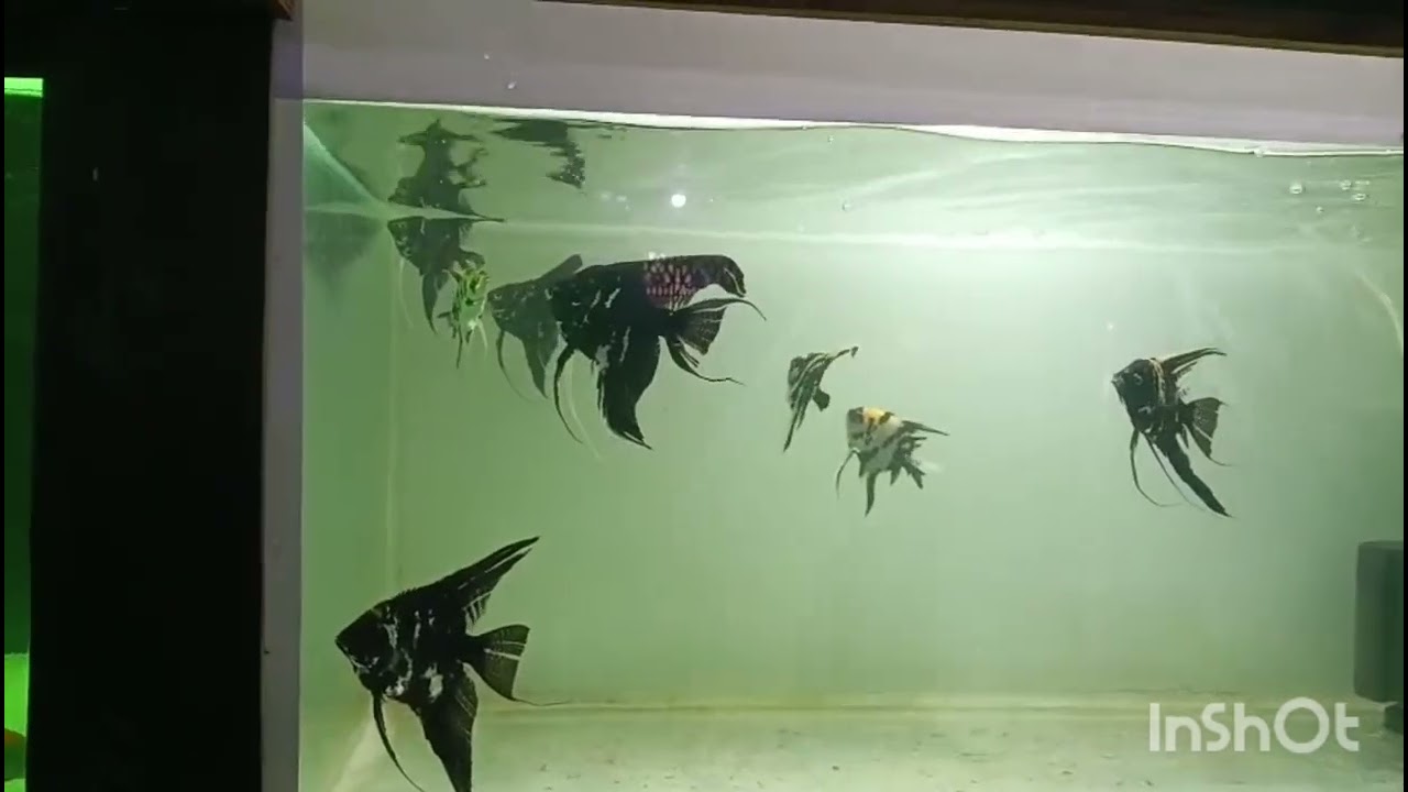 Beautiful fish collection relaxing aquarium video 📸 