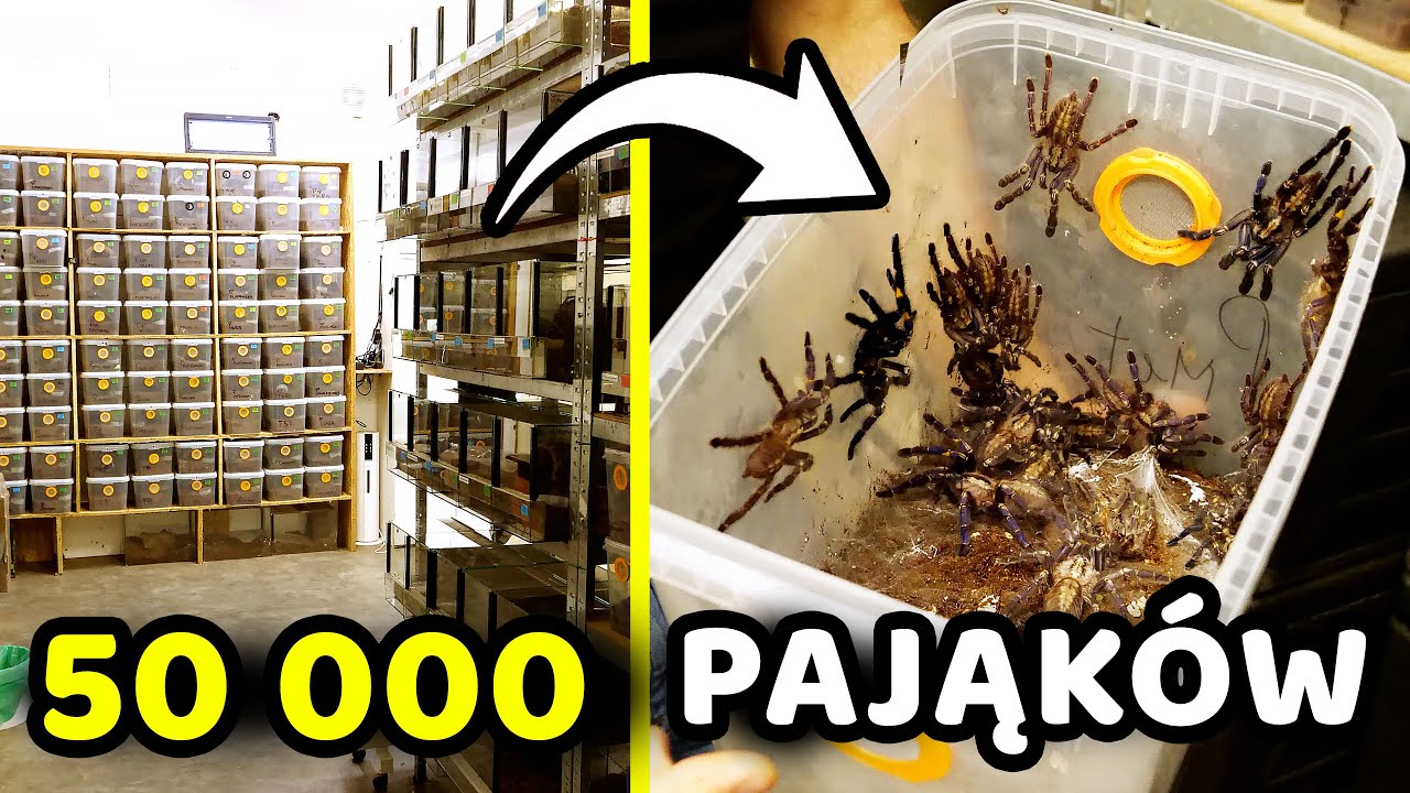 Odwiedziłem OGROMNĄ HODOWLĘ PAJĄKÓW!