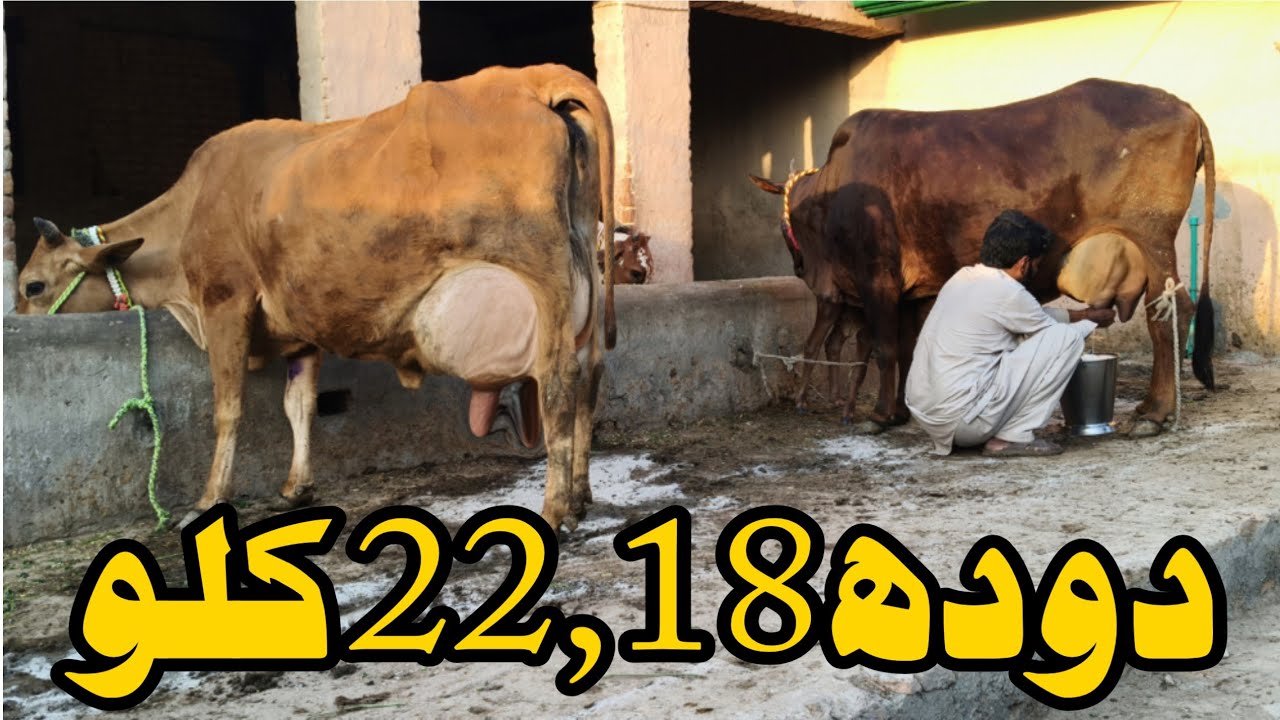 Cholstani Friesen, Jersey Cross Cow For Sale In Pakistan 03001921999 Geo Animal TV 7 March 2026