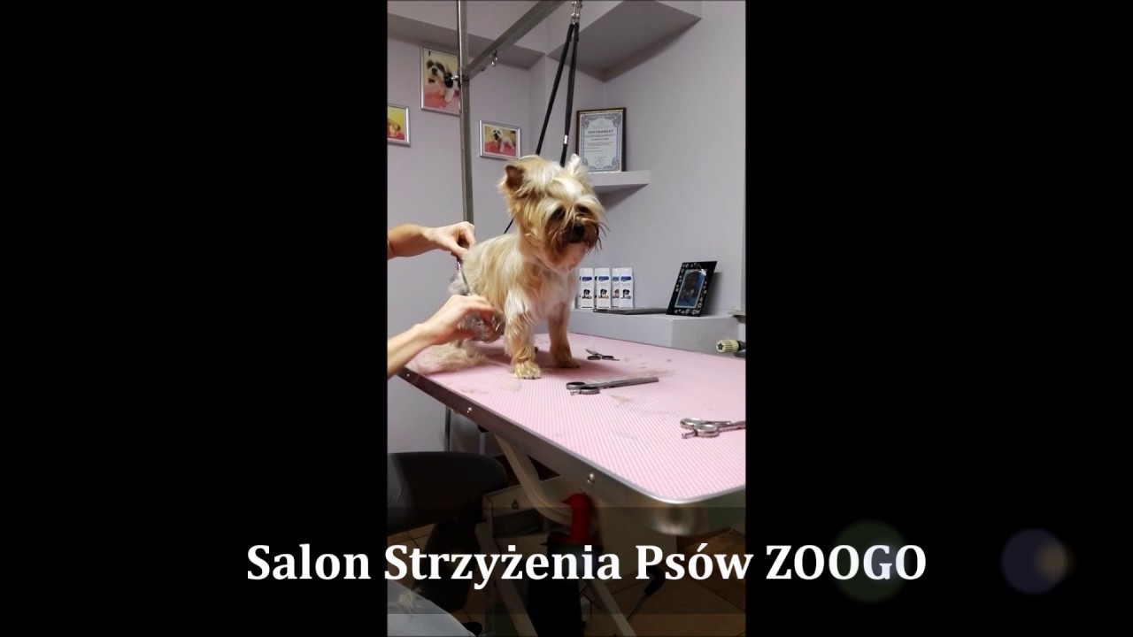 Yoreczka Daisy Psi Fryzjer Zoogo Nowy Wiśnicz mistrzowskie strzyżenie yorka