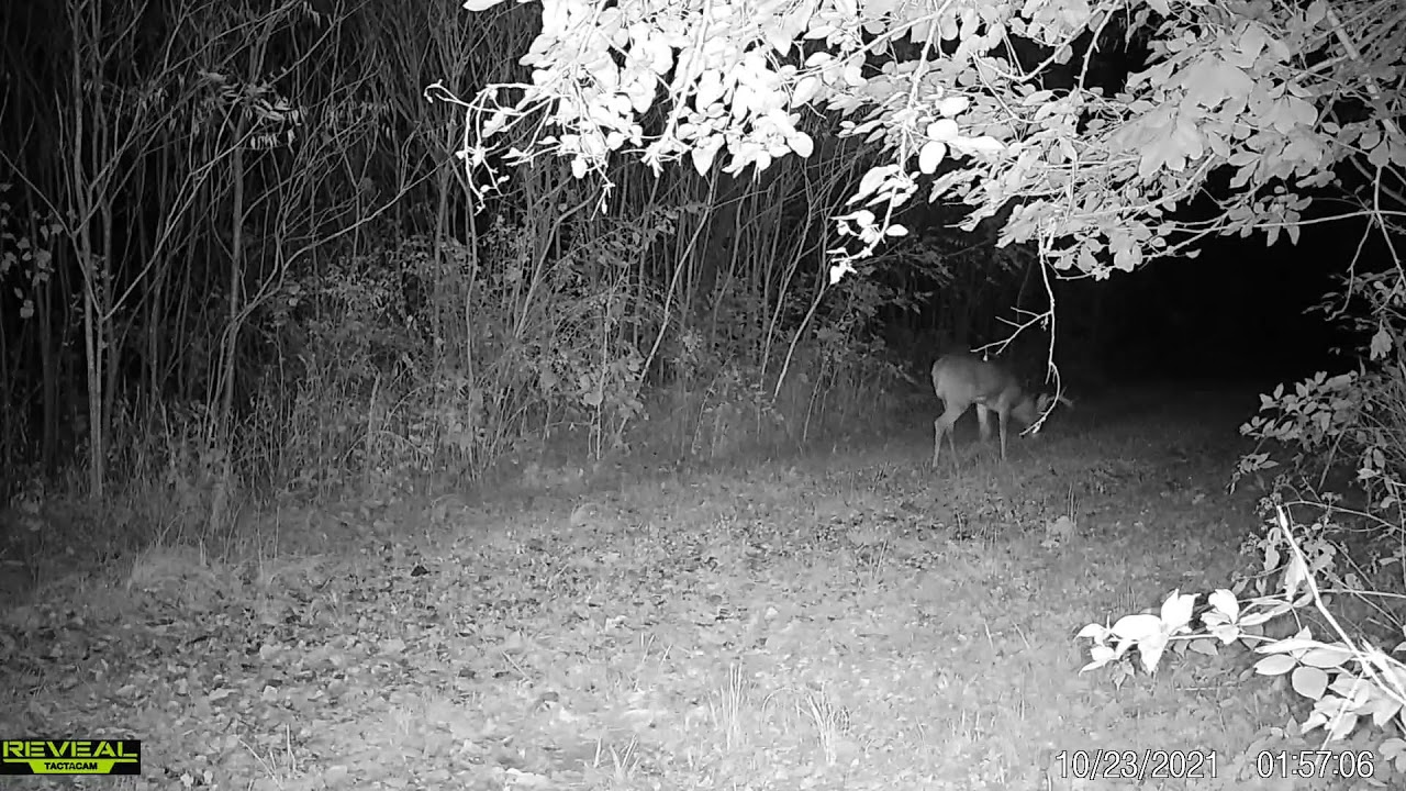 2021 Wide Buck
