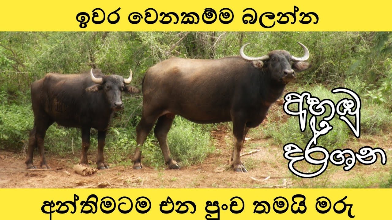 අවසන් වෙනකම්ම බලන්න 😊 අන්තිමේටම එකකෙනා බලන්නකෝ 
