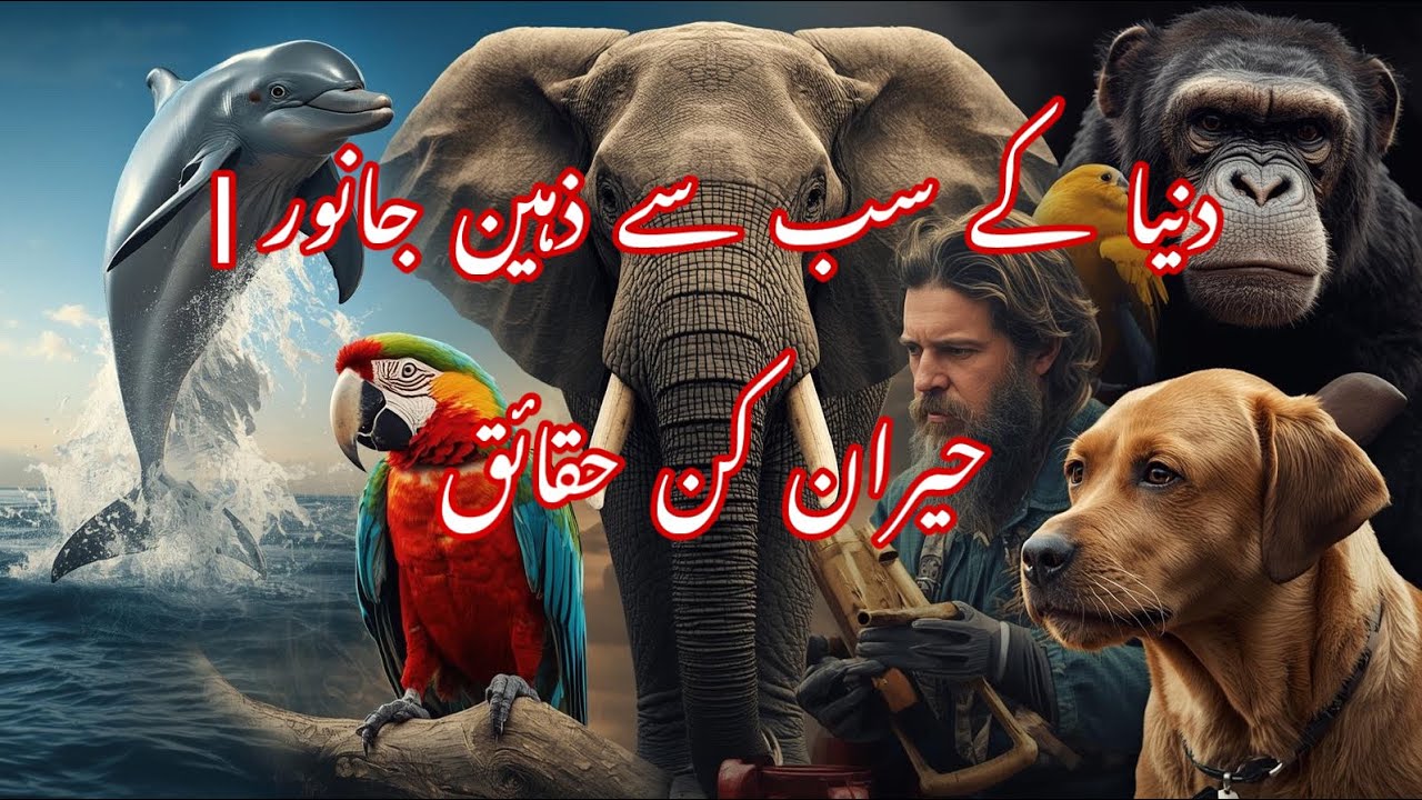 دنیا کے سب سے ذہین جانور | حیران کن حقائق