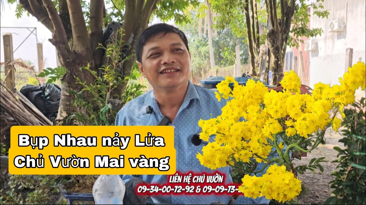 Chủ Vườn Mai Thành Công nổi nóng bụp nhau nảy lửa khi đi mua mai vàng 2026
