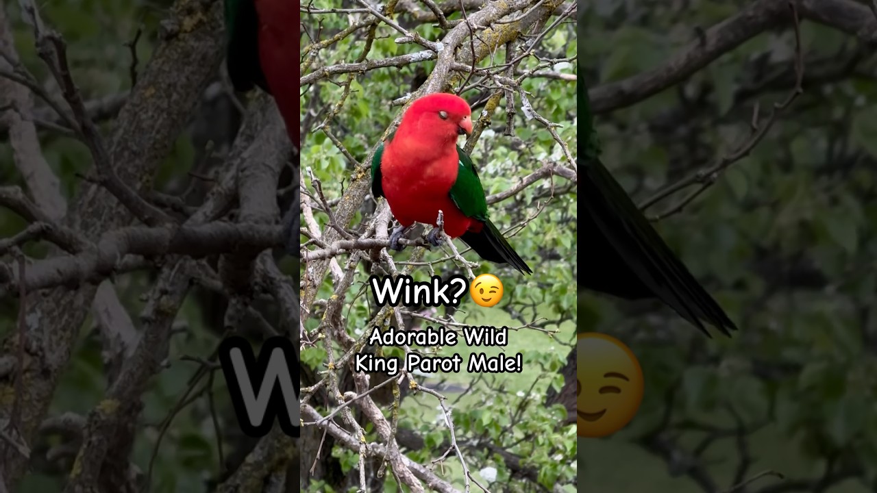 Stunning King Parrot Sounds and Wink! #birds #parrot #tricks