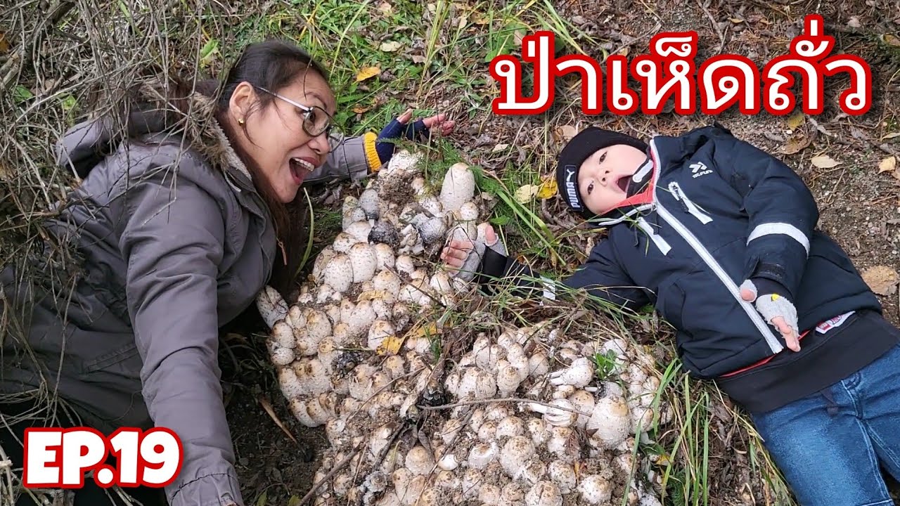 ป่าเห็ดถั่ว | มาเก็บเห็ดถั่วฝรั่งกองเบ้อเริ่มเทิ่ม - Shaggy Mane | หาเห็ดในป่าสวีเดน 2023 EP.19