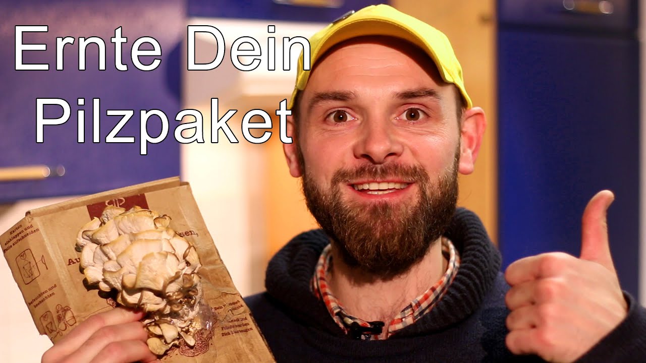 Ernte Deine auf Kaffeesatz selber gez&uuml;chteten Pilze - von Deinem Pilzpaket