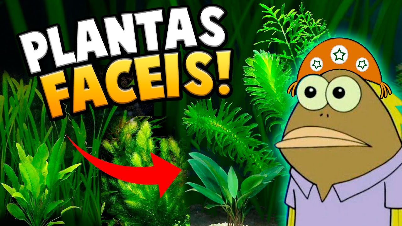 Top 06 Plantas Fáceis para Iniciantes no Aquarismo (Sem Substrato e Co2)