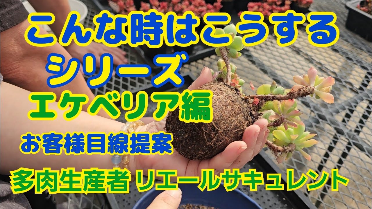 【多肉植物】【こんな時はこうする】こんな時はこうする‼️シリーズ🎵エケベリア編‼️2026年2月18日