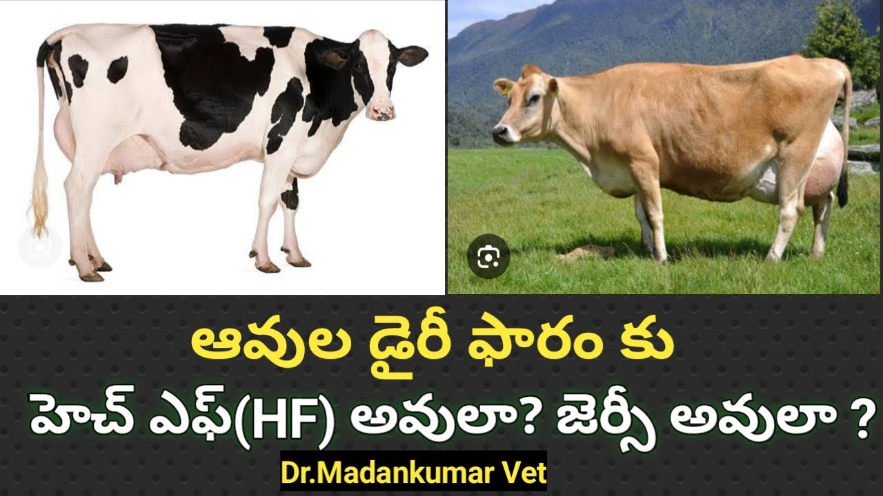 Cross Bred HF or Jersey which is better for Dairy Farming  Telugu | Dr. Madankumar Vet