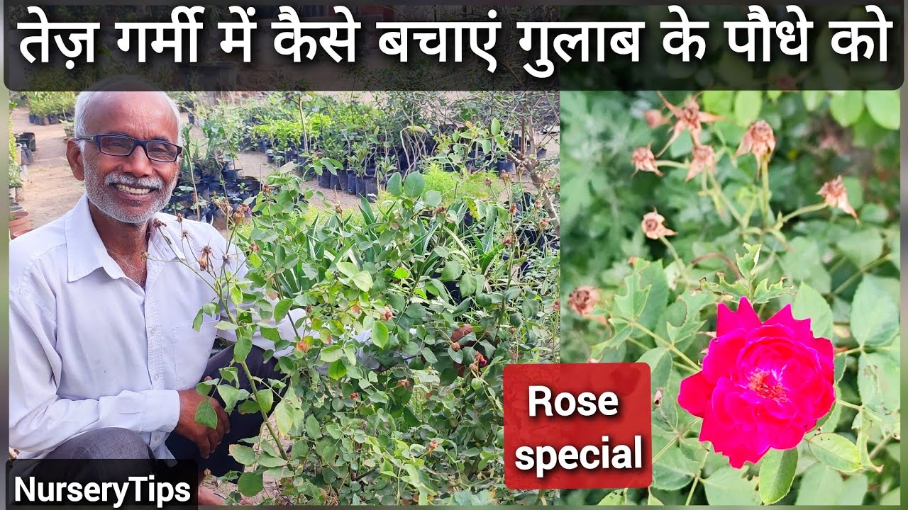 जानिये पुरी जानकारी कैसे गर्मियो के सीज़न में बचाएं गुलाब के पौधे को | Rose special | NurseryTips
