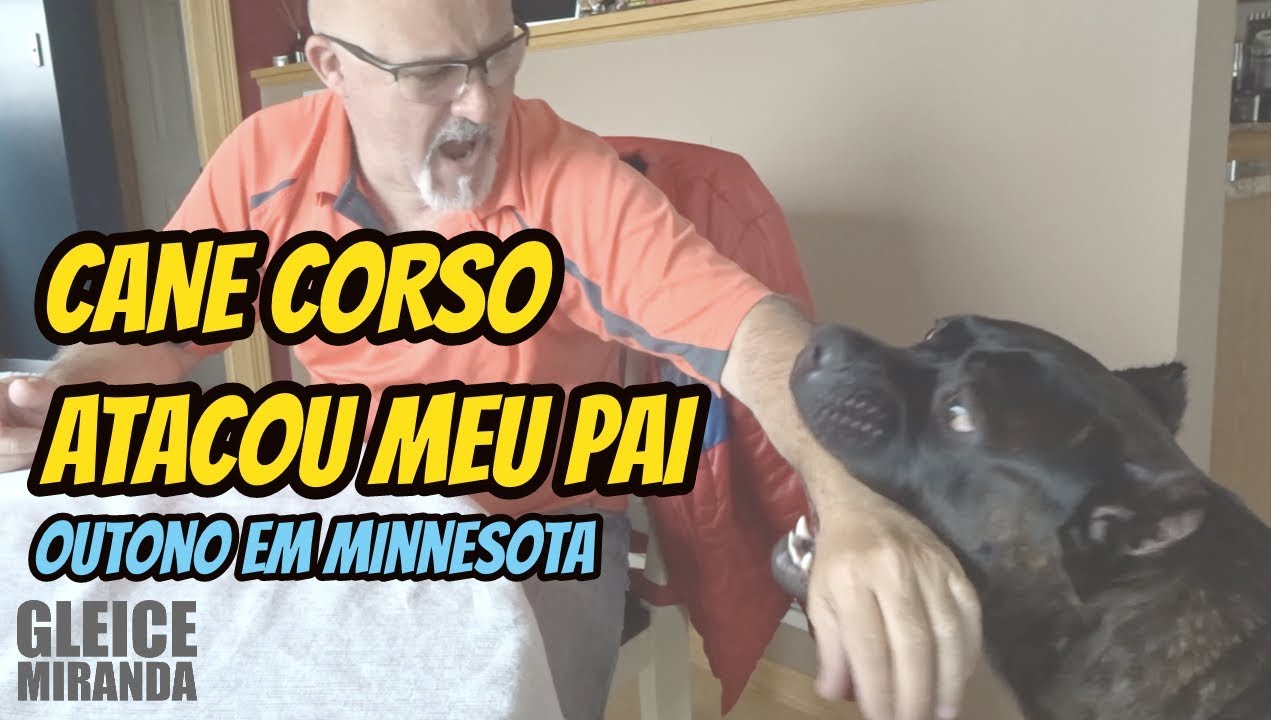 CANE CORSO ATACOU MEU PAI / OUTONO EM MINNESOTA, EUA?