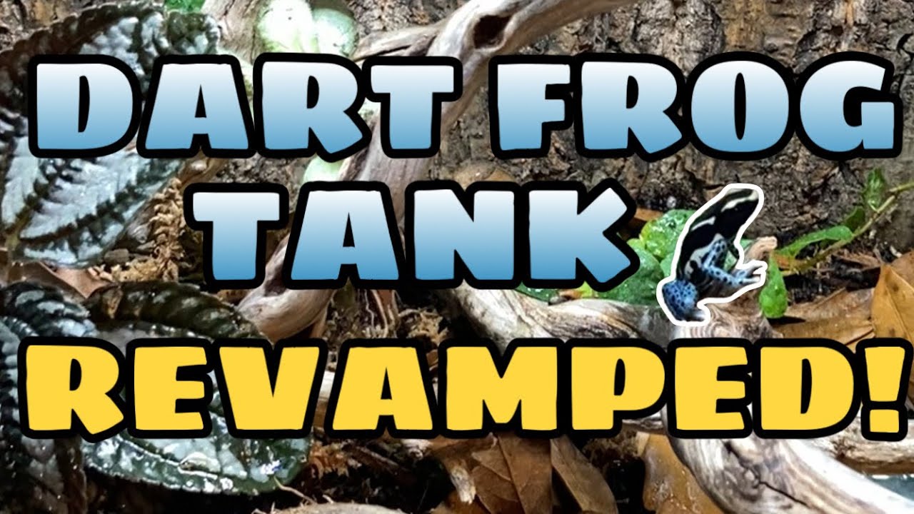 UPGRADING MY BIOACTIVE DART FROG TANK!! (Dendrobates tinctorius 