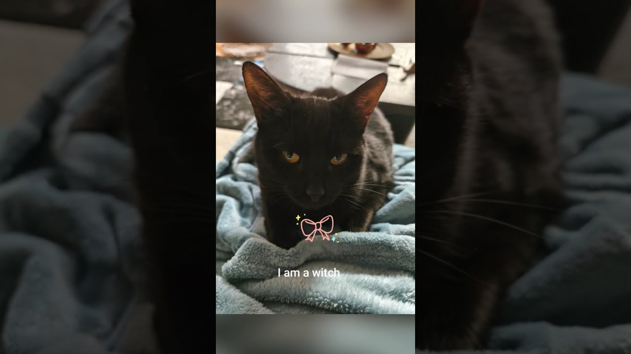 Die Hauptdarsteller Tiger 🐅 und Twinkie 🐈‍⬛ bedanken sich für 3500 Abonnenten ♥️