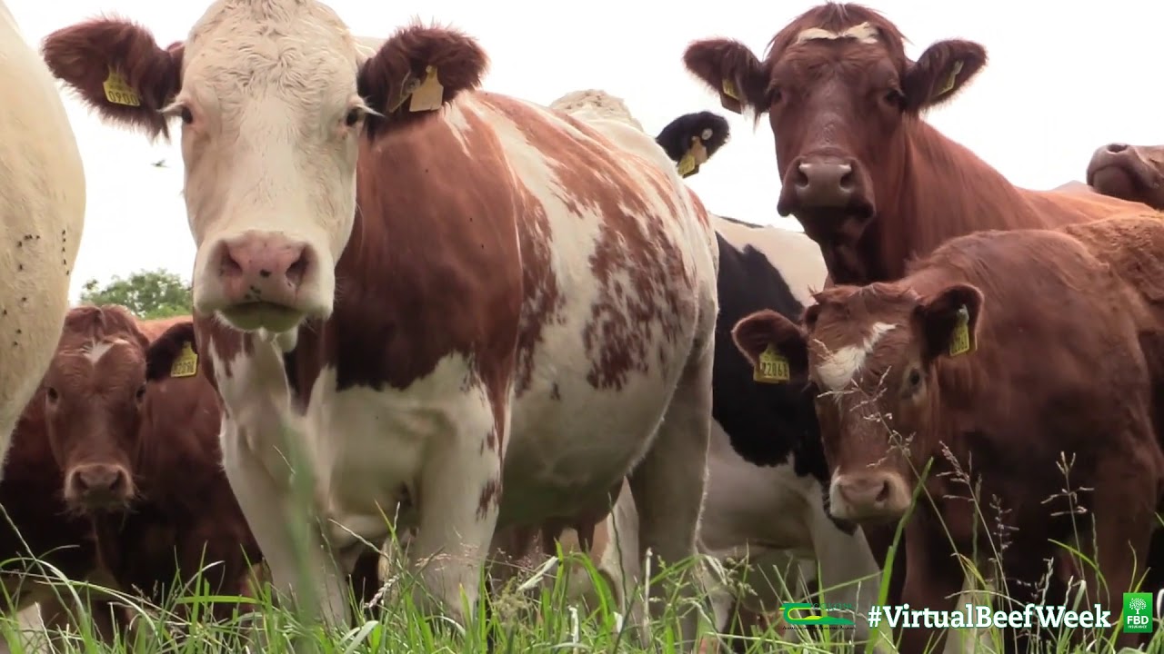 Breeding for Sustainability - Billy & Niall Nicholson - Virtual Beef Week