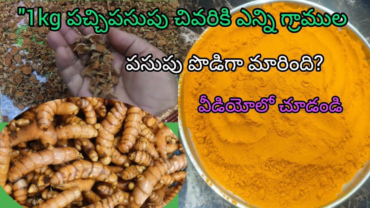 వన్ కేజీ పచ్చి పసుపుకు ఎండిన తరువాత పొడిపసుపు ఎంత వచ్చిందో చూడండి 