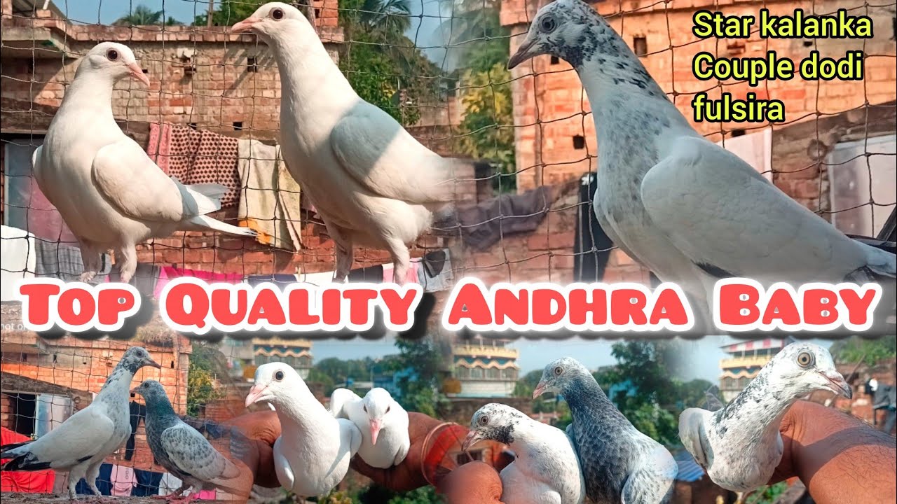 Andhra Baby Star Kalanka Kalsira Fulsira Home Breed Shokh koralam.