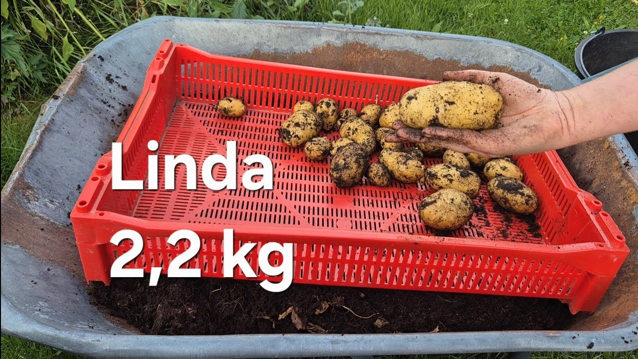 Potato reveal - Linda