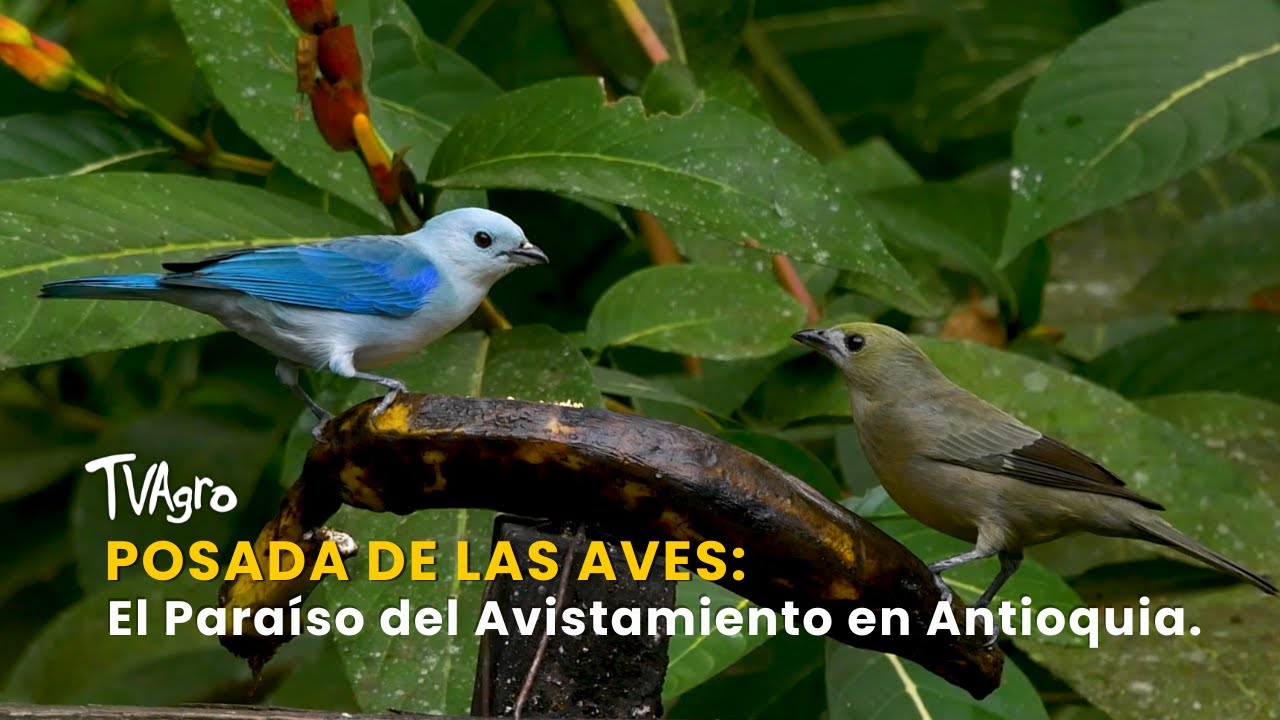 Posada de las Aves: El Paraíso del Avistamiento en Antioquia - TvAgro por Juan Gonzalo Angel