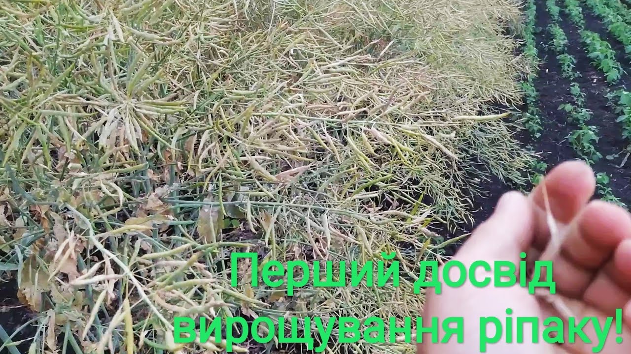 Мій перший ріпак!// Досвід вирощування без ріст регуляторів!