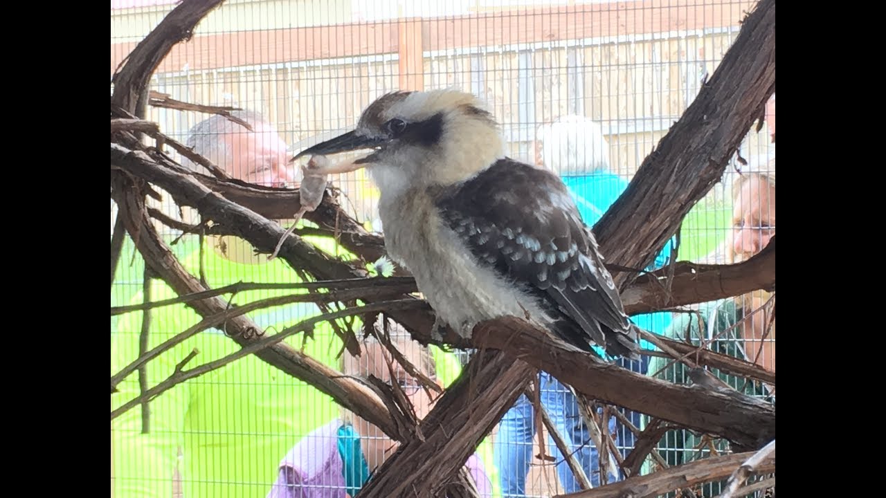 Animal Adventures with Jordan: The Laughing Kookaburra