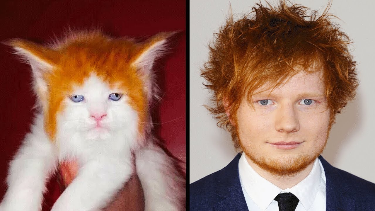 Animais Que Se Parecem Com Celebridades