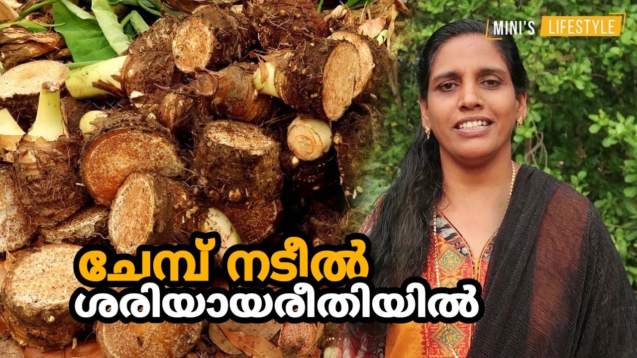 ചേമ്പ് നടീൽ ശരിയായരീതിയിൽ | ചേമ്പ് കൃഷി | Chembu Krishi Tips In Malayalam | Colocasia Farming