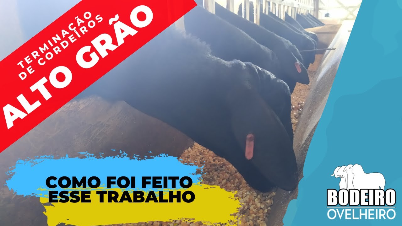 Confinamento de Cordeiros com dieta Alto Grão - Como foi feito esse trabalho