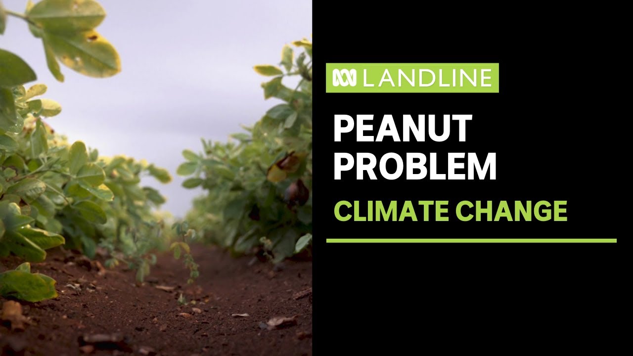 Australia's historic 'peanut capital' is running out of nuts because of climate change | ABC News