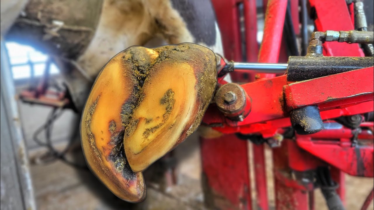 Why is This Hoof MASSIVLY OVERGROWN and TWISTED?