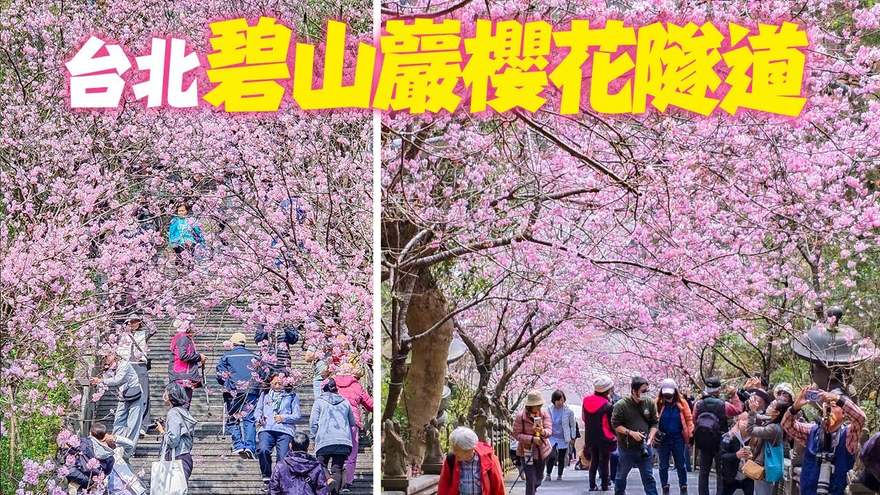 台北內湖碧山巖櫻花步道2/17花況｜S25 Ultra｜4K HDR｜Taipei Bishan Temple Cherry Blossom Trail 2025