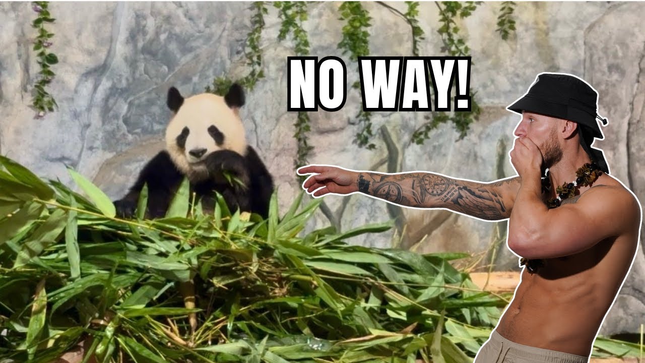 I Went On A Wild Safari In Shenzhen 🐼