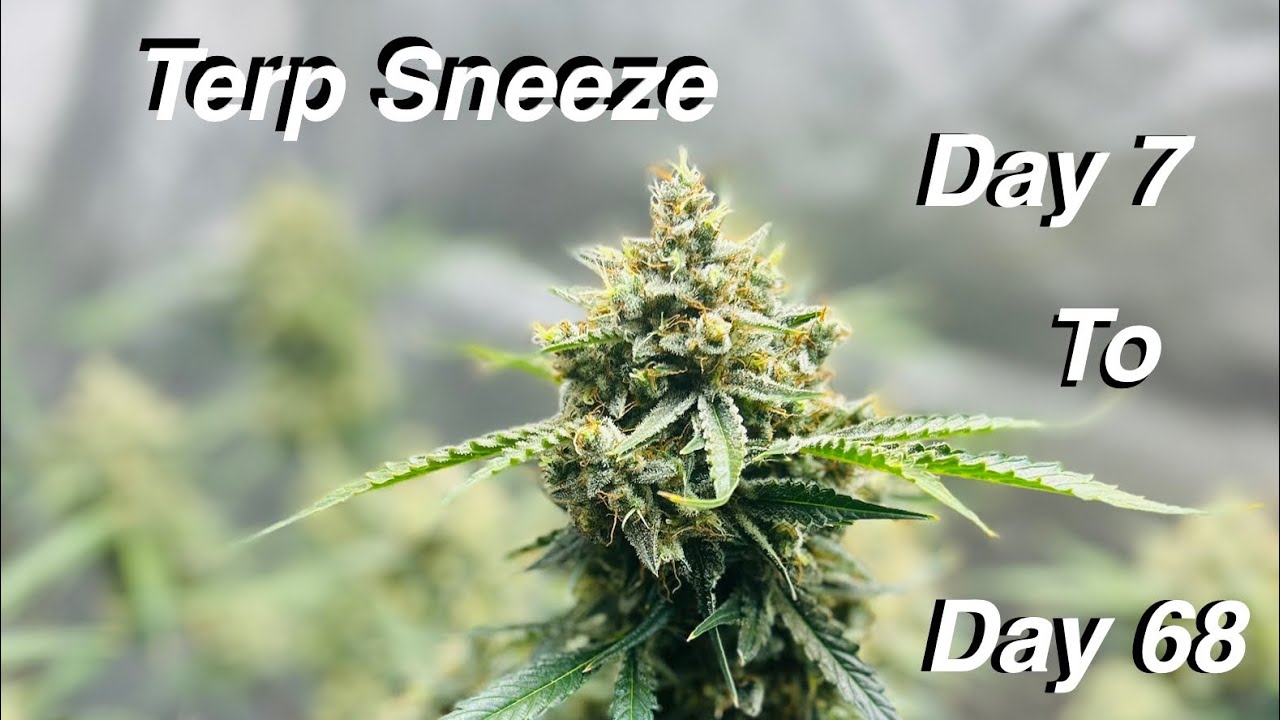 My Take on Terp Sneeze by @SpeedrunSeeds
