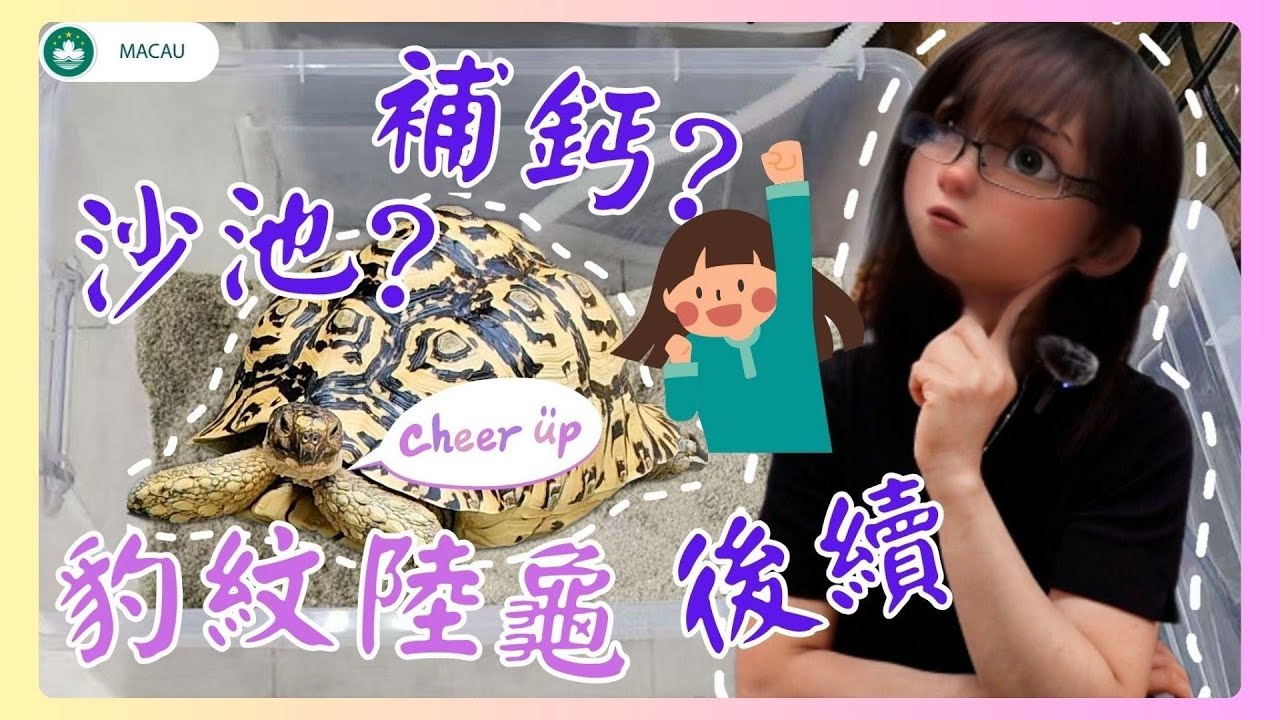 🐢│豹紋陸龜│饅頭的後續分享！母龜有蛋的話有那些信息提示呢?泡澡可以用的調理品有哪些?有蛋期注意事項？
