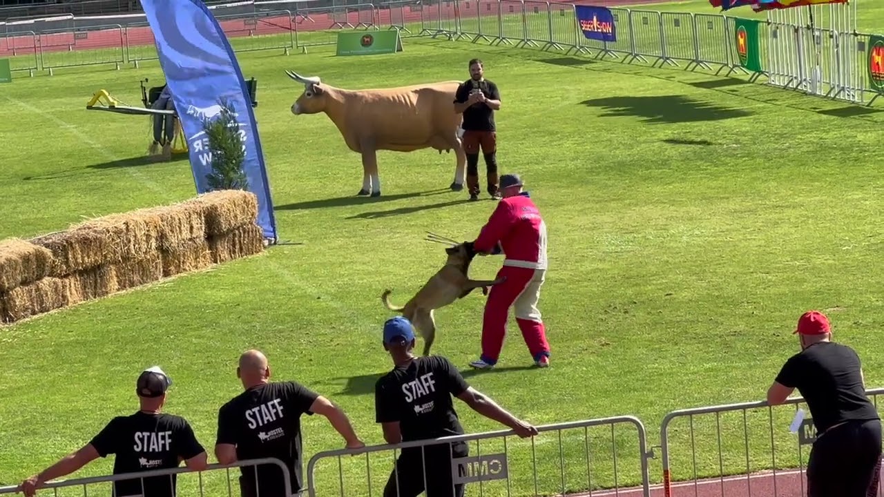 Yoan Lebreton Level 2 Face Attack Mondioring World Championship MR2 Grand Prix