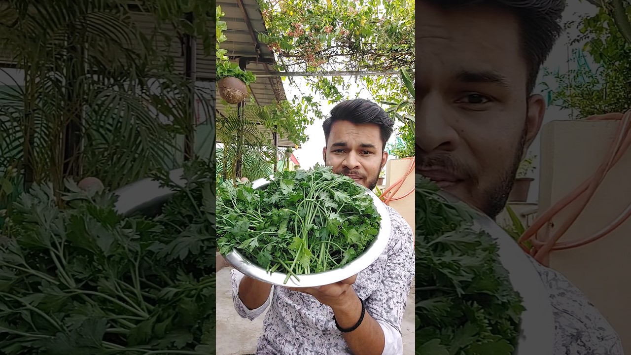 Mene ghar per Parsley ugaya 🤩🌱🌿 #herbs #herbalplants #parsley #growyourownfood