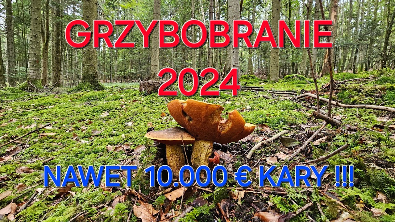 GRZYBOBRANIE 2024                       NIEMCY 10.000 € KARY #grzybobranie #grzyby #niemcy