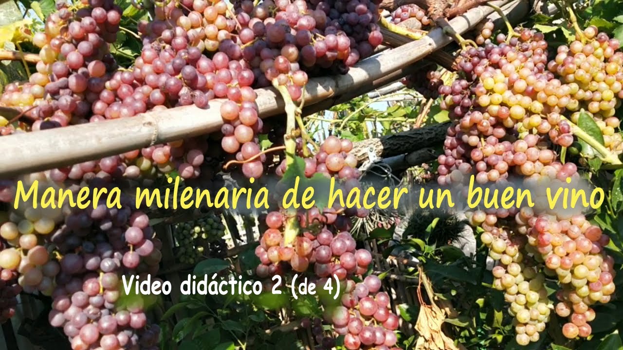 C&oacute;mo elaborar vino casero, con antiguo proceso de reducci&oacute;n de mosto