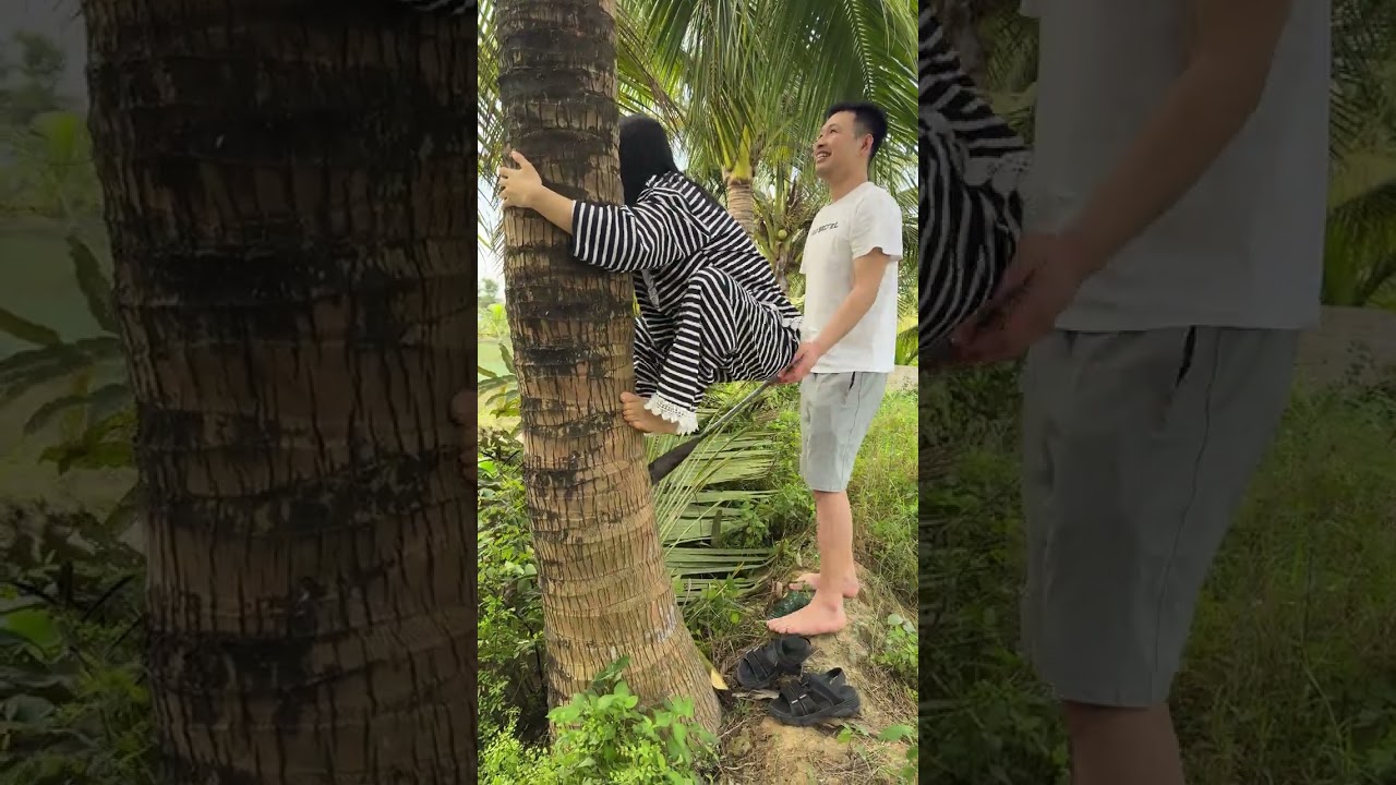 Về quê hái dừa và cái kết té sấp mặt 