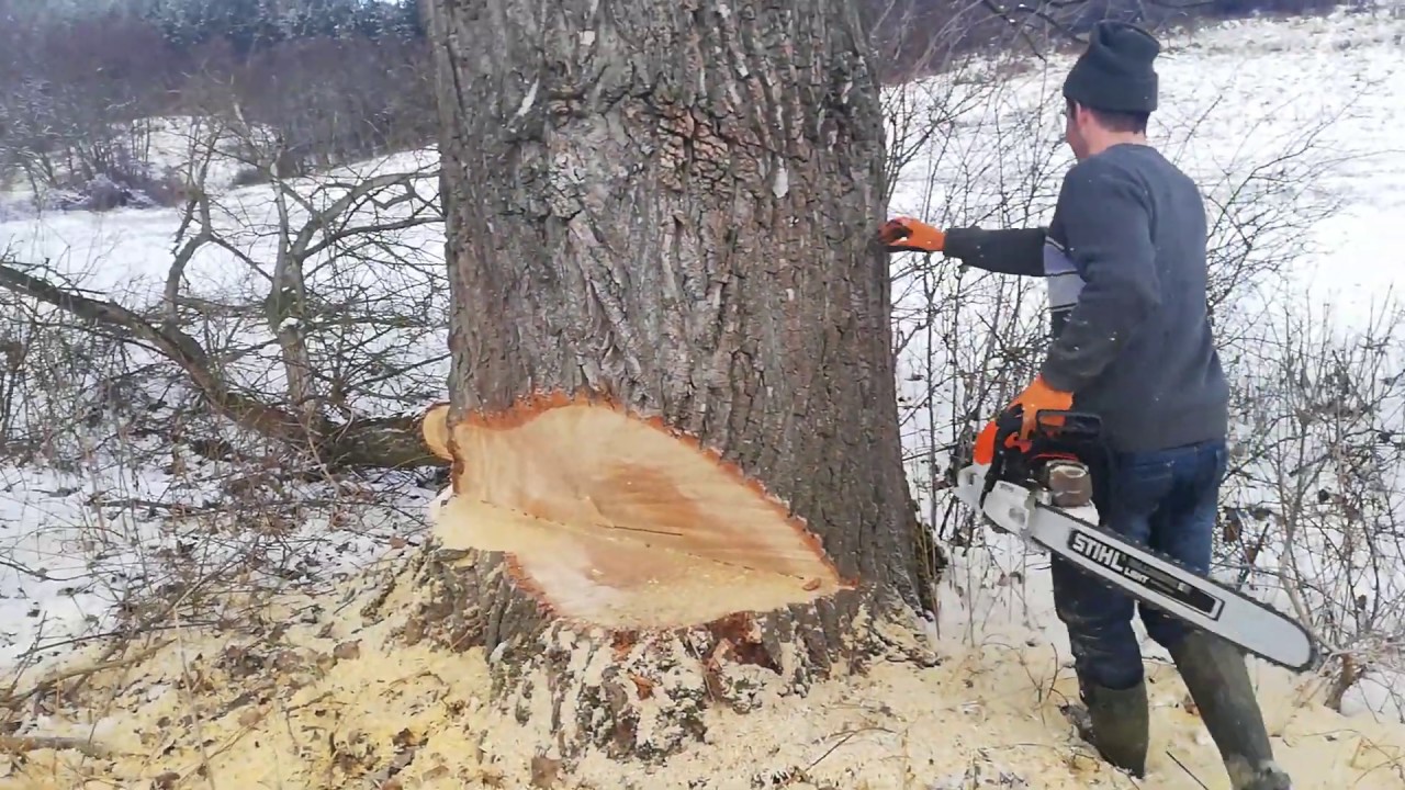 Stihl Ms 462 C m  15 m3 es nyárfa döntés